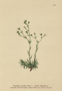 Slanke Steenbreek